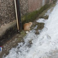Кошечка и снег. :: Sall Славик/оf