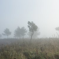 туман :: Ольга Горд