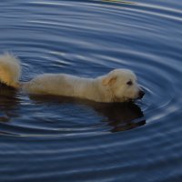 Не водоплавающая - в воде стоящая - собачка :: Андрей Лукьянов