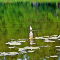 Думы одинокой чайки... :: Sergey Gordoff