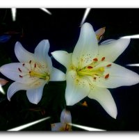 Белые лилии. :: Чария Зоя 