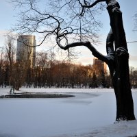 Зимний клён :: Яша Баранов