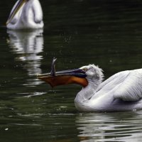 Кудрявый пеликан. :: Yuri Chudnovetz