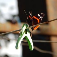 скрепки-бабочки :: Alisa Koteva 