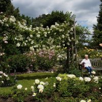 В саду роз королевы Марии :: Тамара Бедай 