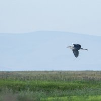 В полёте за счастьем. :: юрий Амосов