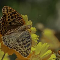 Бабочка :: Владимир Орлов