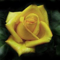 Желтая роза. :: Nata 