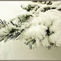 Сосновая ветка в снегу :: Leonid Tabakov