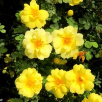 Жёлтые розы :: Нина Бутко