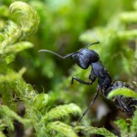 Лесной муравей и мох :: Татьяна Золотых