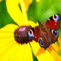 Бабочка подлетает к цветку :: Valentina Zaytseva