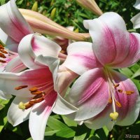 Время цветения лилий :: Лидия (naum.lidiya)