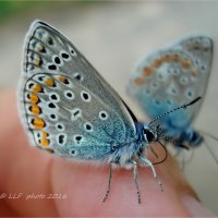 Бабочки и насекомые. :: Liudmila LLF