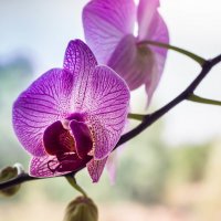 Взгляд на орхидею... :: Владимир Буравкин