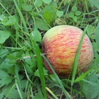 Упавшее яблоко в траве :: Ирина Via
