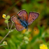 про бабочек на цветах 4 :: Александр Прокудин
