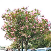 Что за розовые деревья? :: Лира Цафф