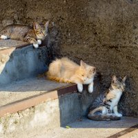 Три кота. :: Андрей Николаевич Незнанов