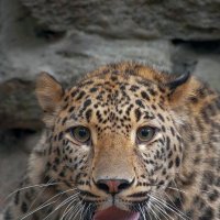 Персидский леопард. :: Виктор Шпаков