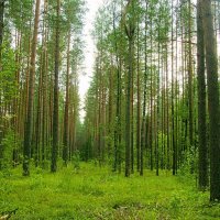 Лес в Лужках :: Виталий Андрейчук