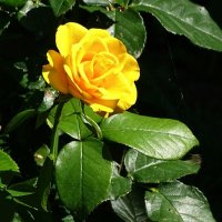 Жёлтая красавица - роза :: Милешкин Владимир Алексеевич 
