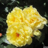 Жёлтые розы :: Нина Бутко
