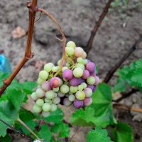 Зреет виноград... :: Александр Стариков