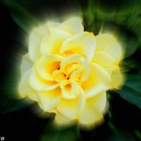 Жёлтая роза :: Нина Бутко