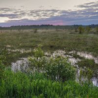 Кикиморалэнд (или Утро на болоте) :: Константин 