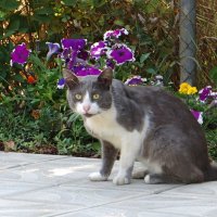 Кот увидел соседнего кота, запрыгнувшего на забор... :: Татьяна Смоляниченко