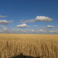 Пшеничное поле :: Вячеслав & Алёна Макаренины