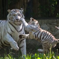 Бенгальские тигры :: Владимир Габов