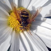 Необычный пчёл . :: Мила Бовкун