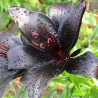 Черные лилии после дождя( лилия азиатская Landini (Ландини). :: Натала ***