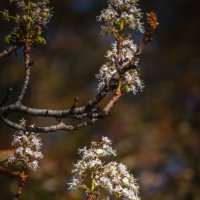 " Снова цветут каштаны..." :: Андрей Нибылица