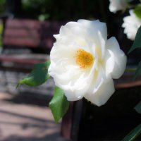 Белая роза. :: Геннадий Прохода