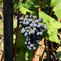 Монастырский виноградник :: Нина Бутко