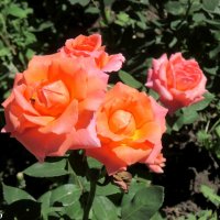 Донские красавицы розы :: Нина Бутко