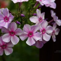 Цветы :: Albina Lukyanchenko