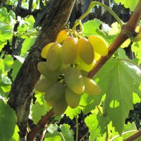 Сорт винограда "Тимур" :: Gen Vel