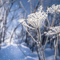 снежные цветы :: Оксана Назина