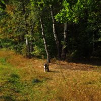 Вот и лето прошло, словно и не бывало. :: Андрей Лукьянов