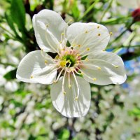 Цветок вишни :: Leonid Tabakov