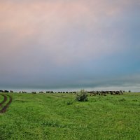 Коровы пасутся на лугу :: Дмитрий Конев