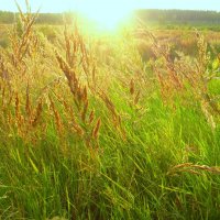 Уходит солнце за лесок... :: Raduzka (Надежда Веркина)