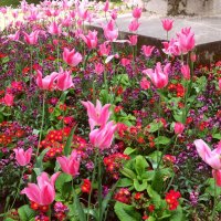 Тюльпаны в Люксембургском саду, Париж :: Генрих 