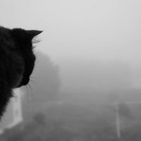 Кошка в тумане :: Юлия Лушникова