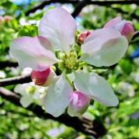 Цветок яблони :: Leonid Tabakov
