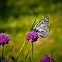 Бабочка :: Анастасия Баранова